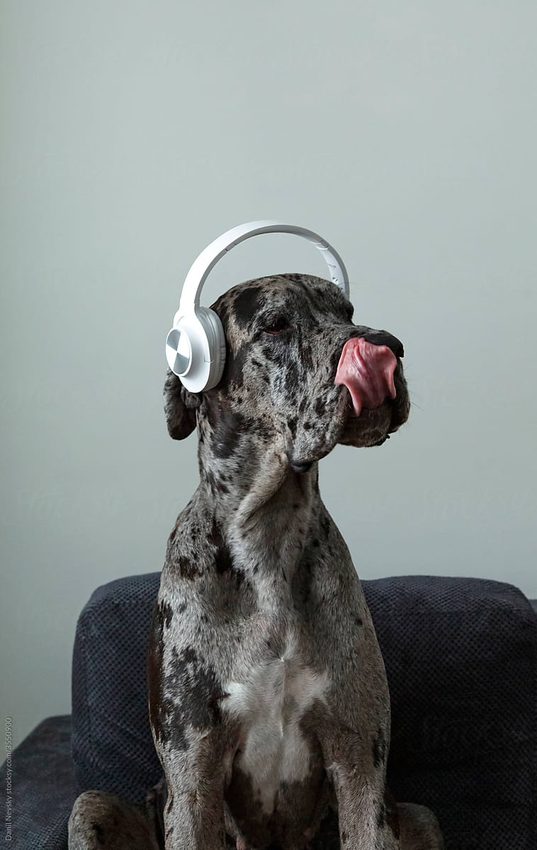Funny dog listening to music and licking nose