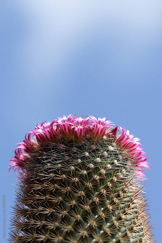 Ring of flowers on a cactus