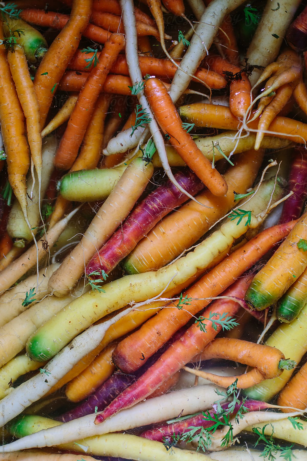 Organic Carrots in Water
