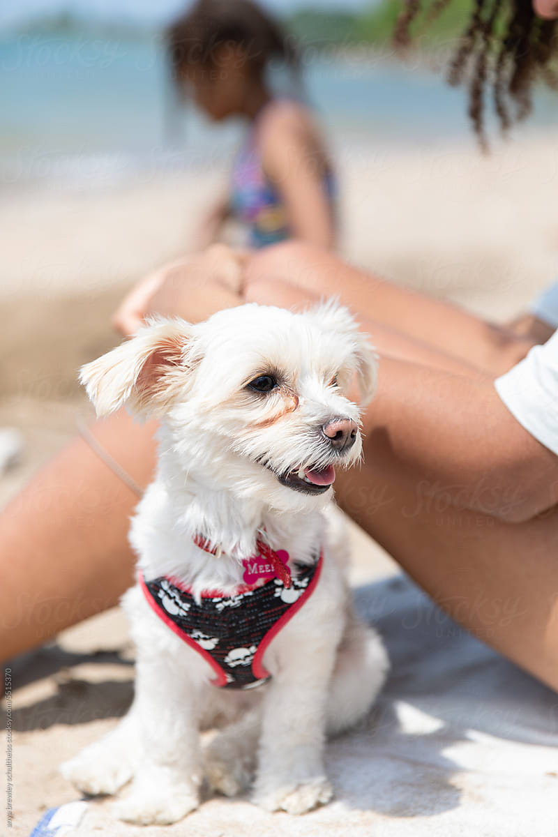 Cute Morkiepoo pup sitting happily on the beach