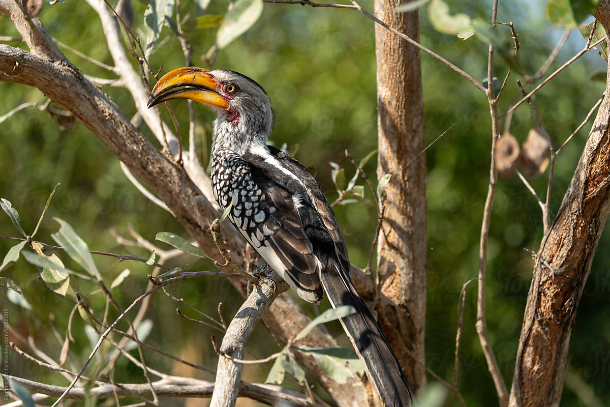Colorful hornbill Bird Perched Amongst Green Leaves
