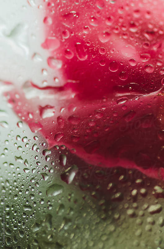 Dew drops on rose