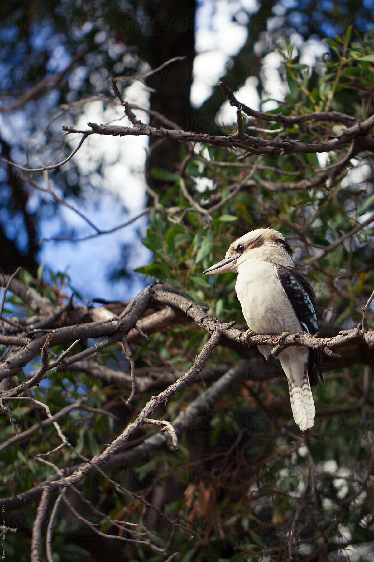 Iconic Australian Kookaburra Bird in Natural Habitat