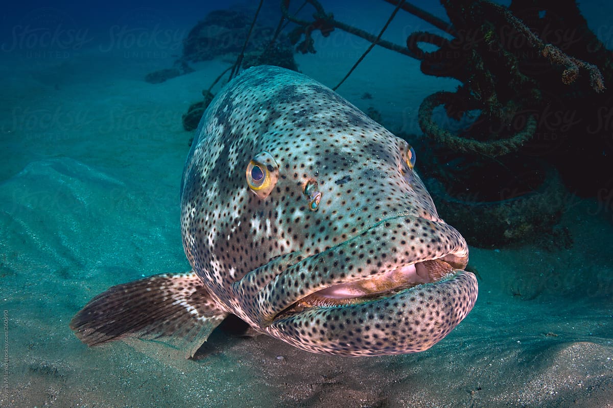 Big grouper resting at sea floor