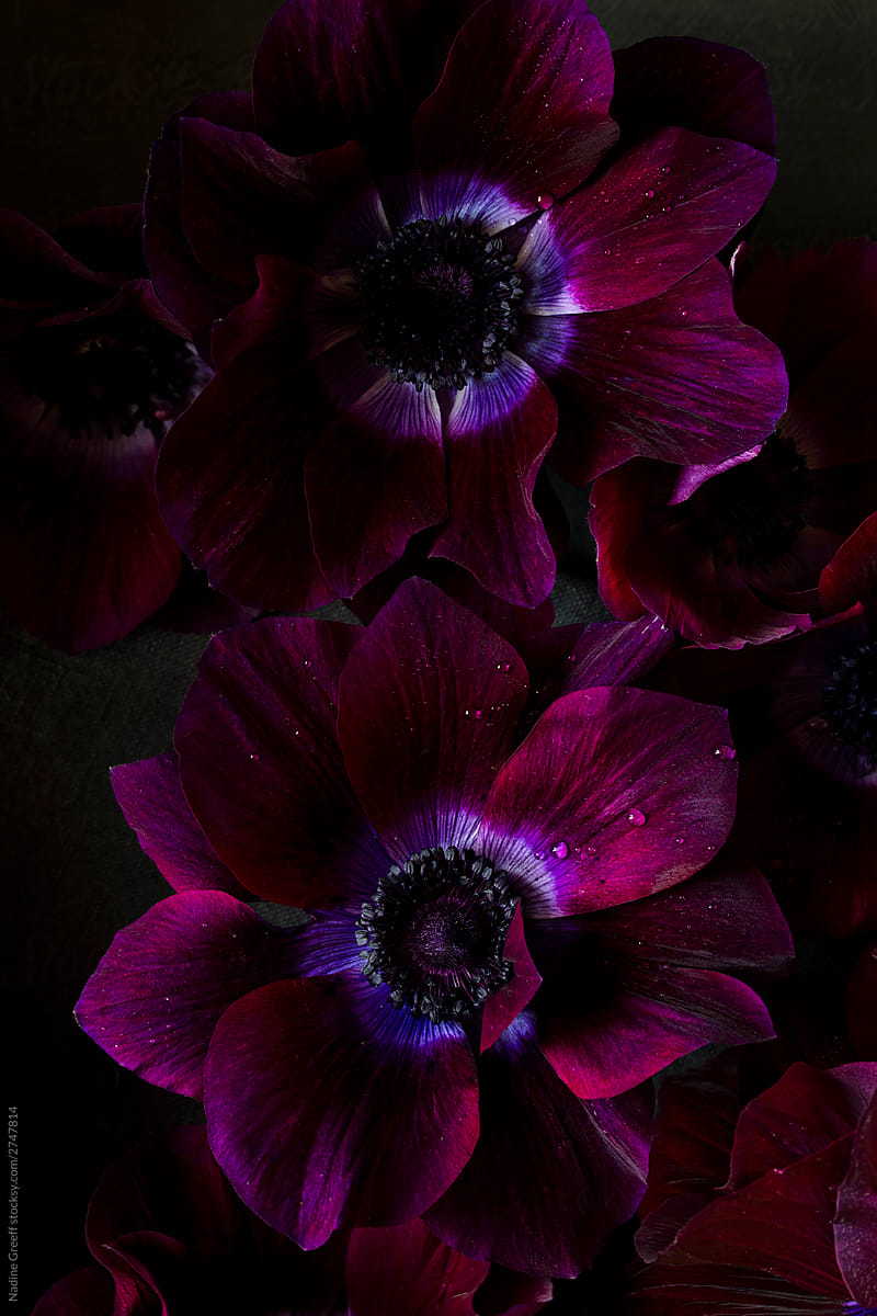 Macro flower photography