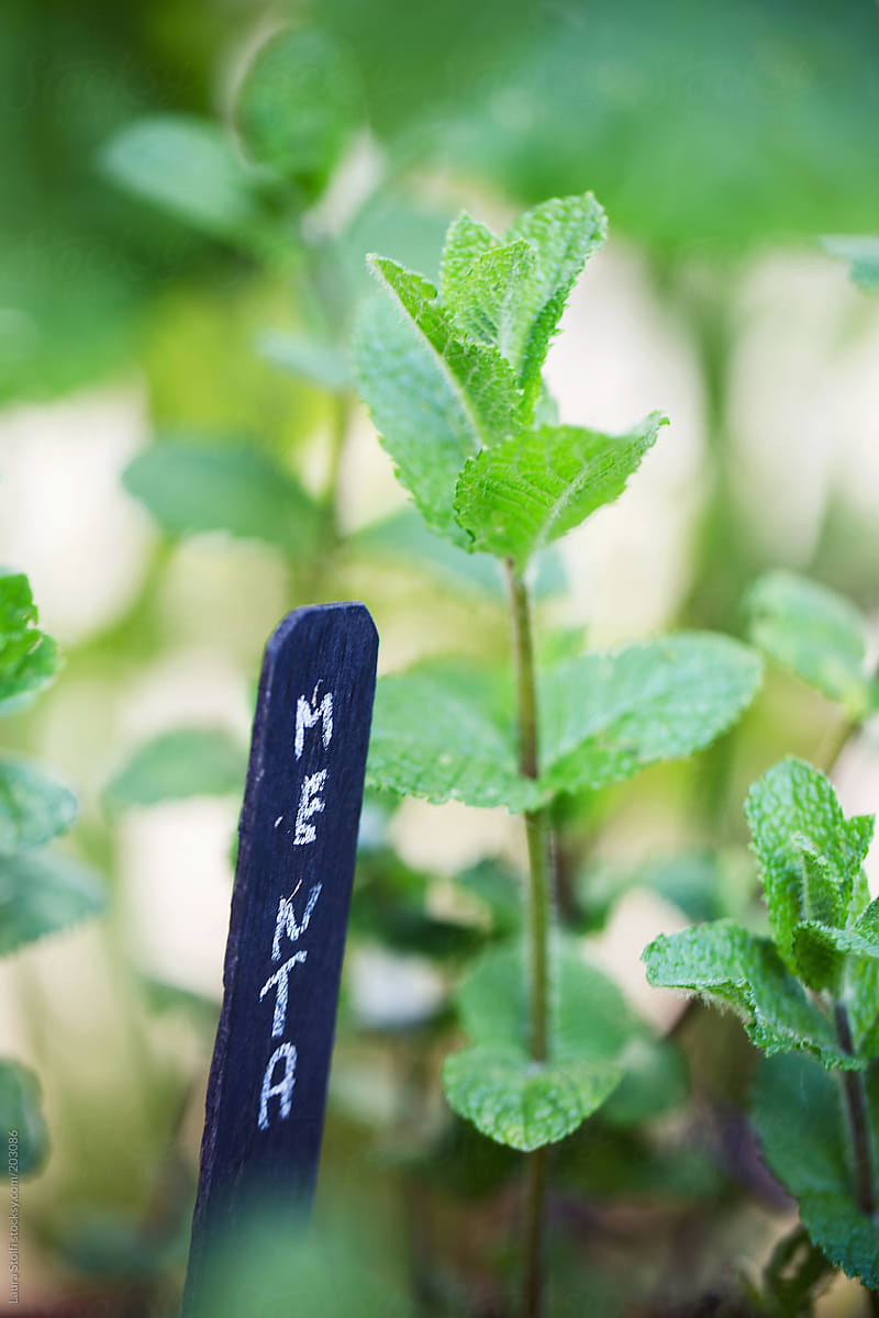 Mint leaves and written slate plant marker