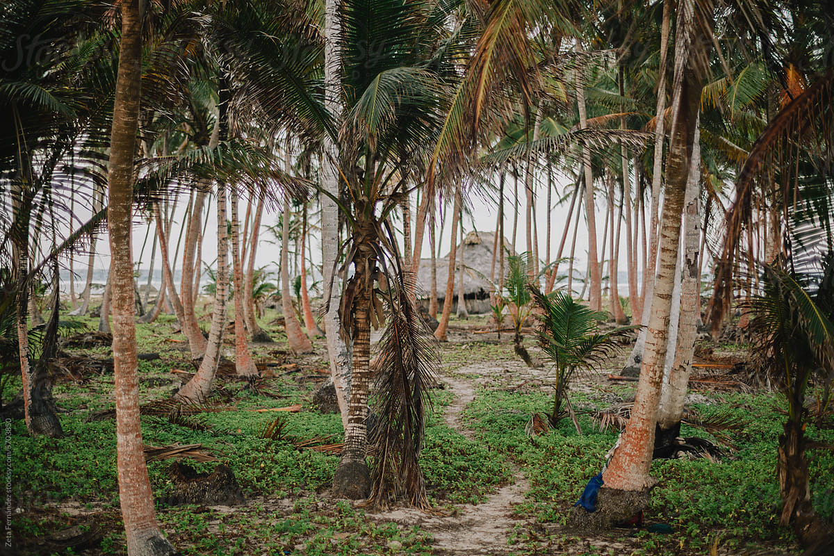 Paradise Tropical Island in Panama - San Blas - Kuna Yala