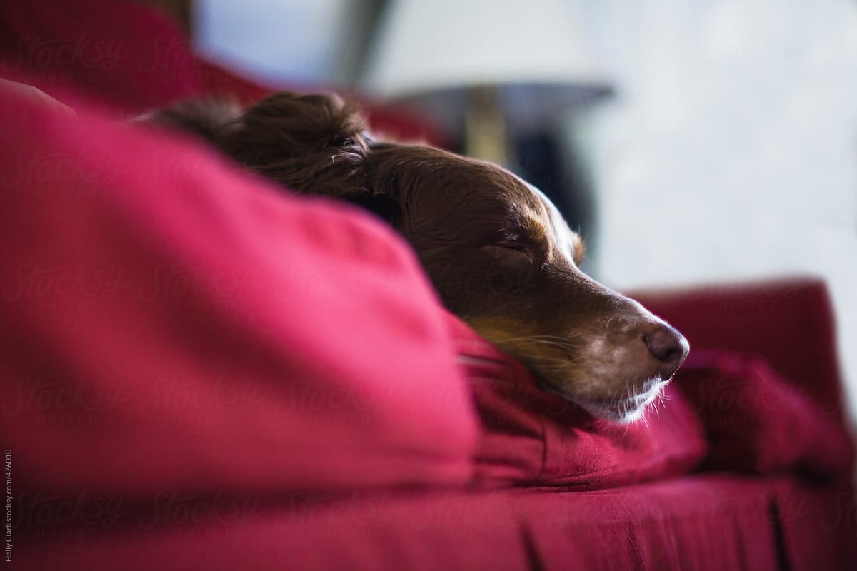 the face of a cute dog sleeping peacefully on a red couch.