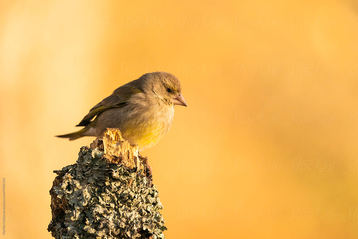 Greenfinch Perched On A Tree Trunk