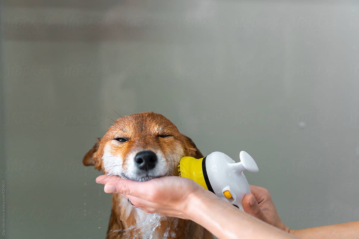 Funny wet dog in shower