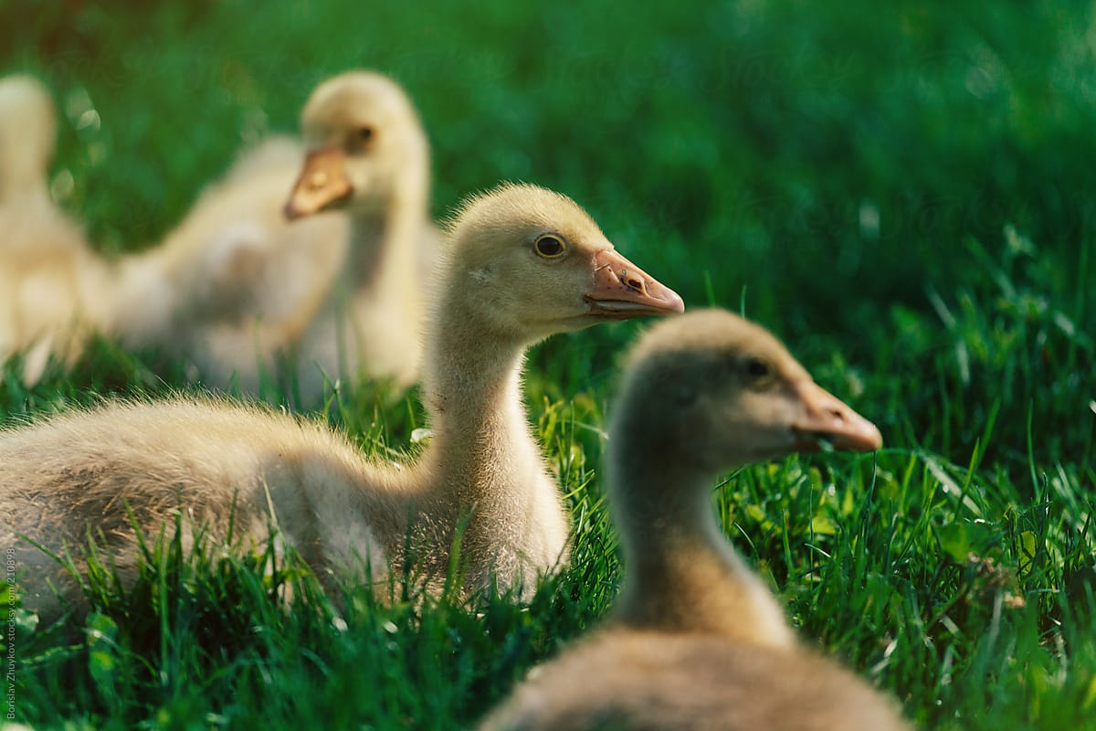 Ducklings on a green lawn