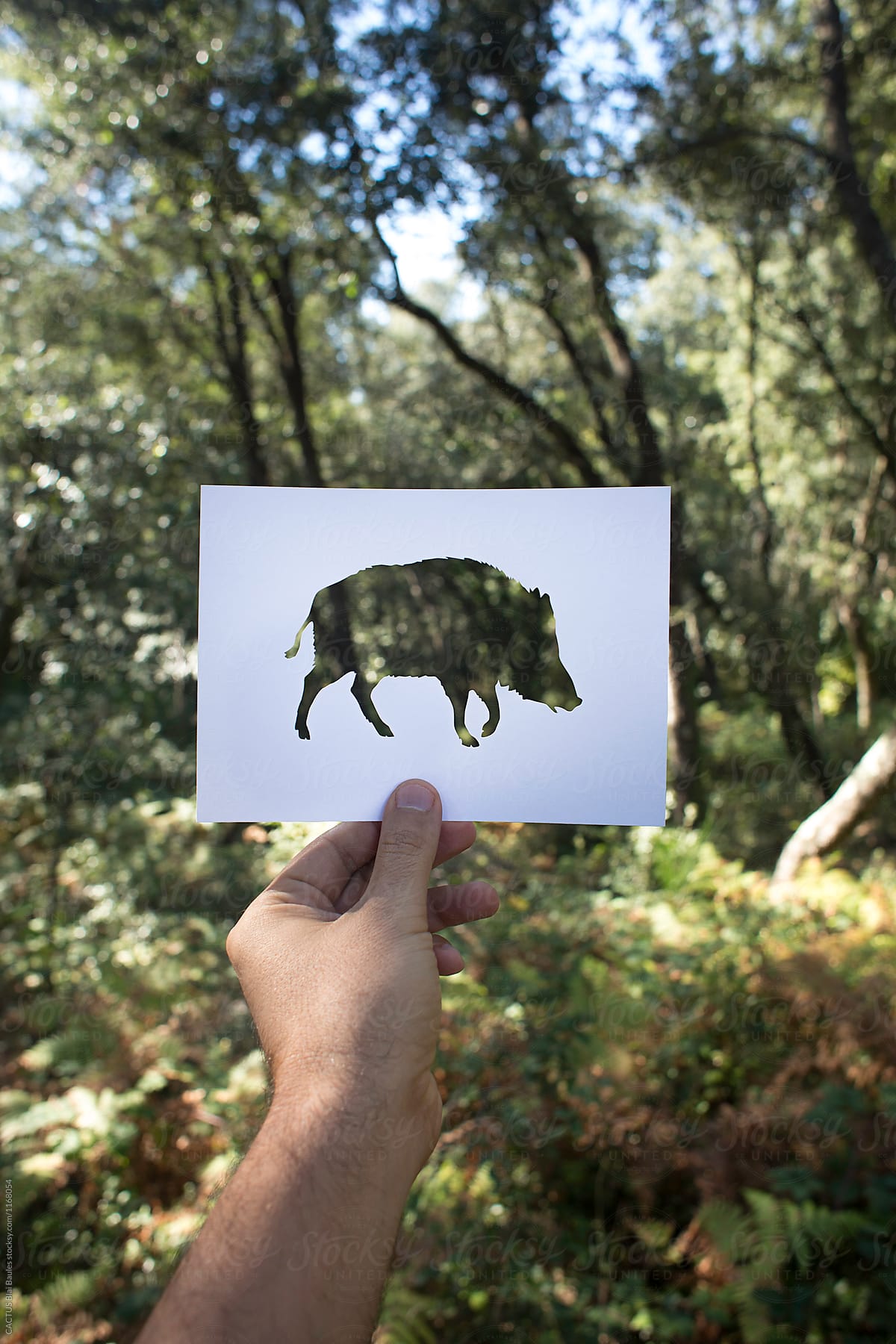 wild boar and forest view