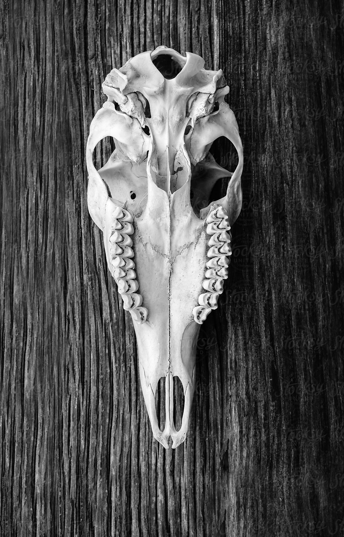 Bottom of deer skull bone specimen on wood showing teeth