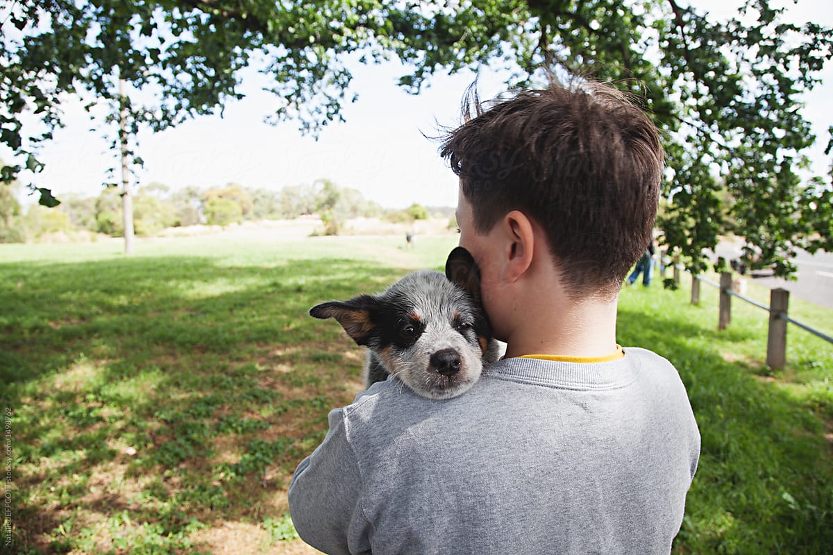 A Boy Taking His Cute Blue Heeler Puppy For A Walk And Cuddle By Natalie Jeffcott Child Puppy