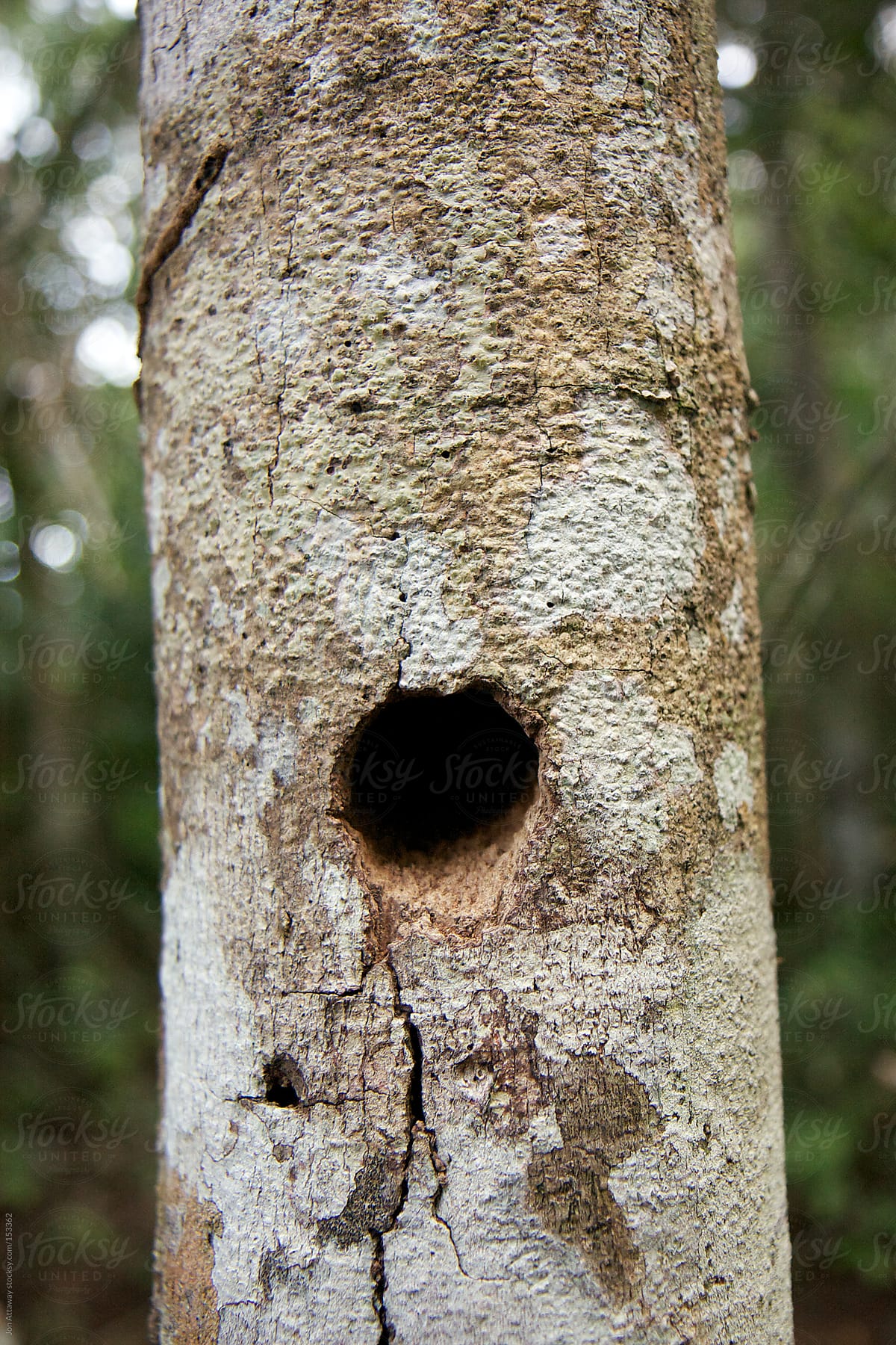 A mysterious hole in a tree trunk
