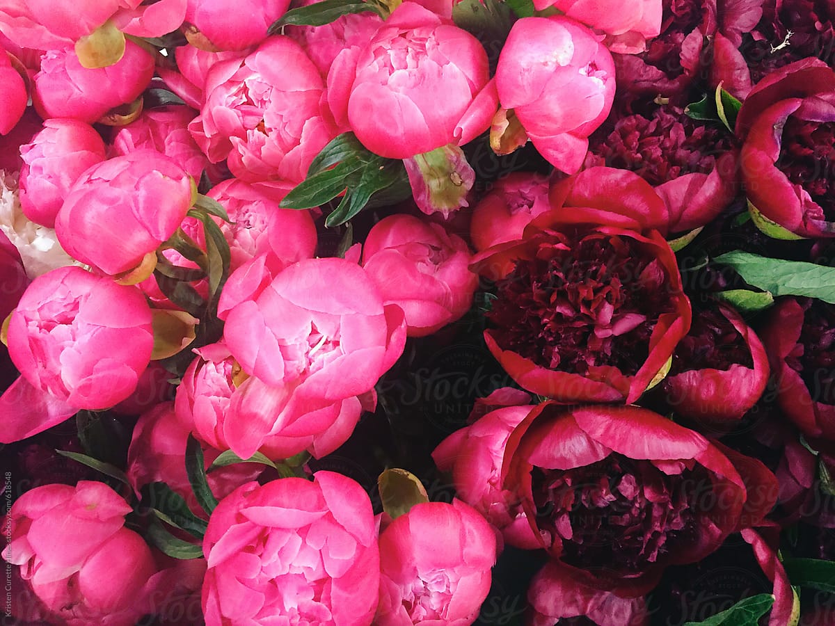 Mobile phone photograph of a bunch of peonies at the flower market.