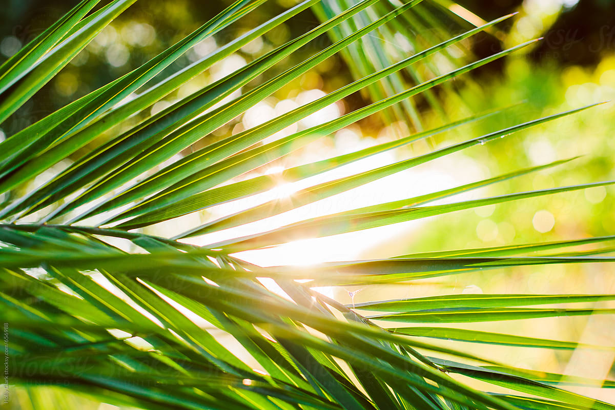 Sunlight shines through close up of palm leaf branch - Stock Image ...
