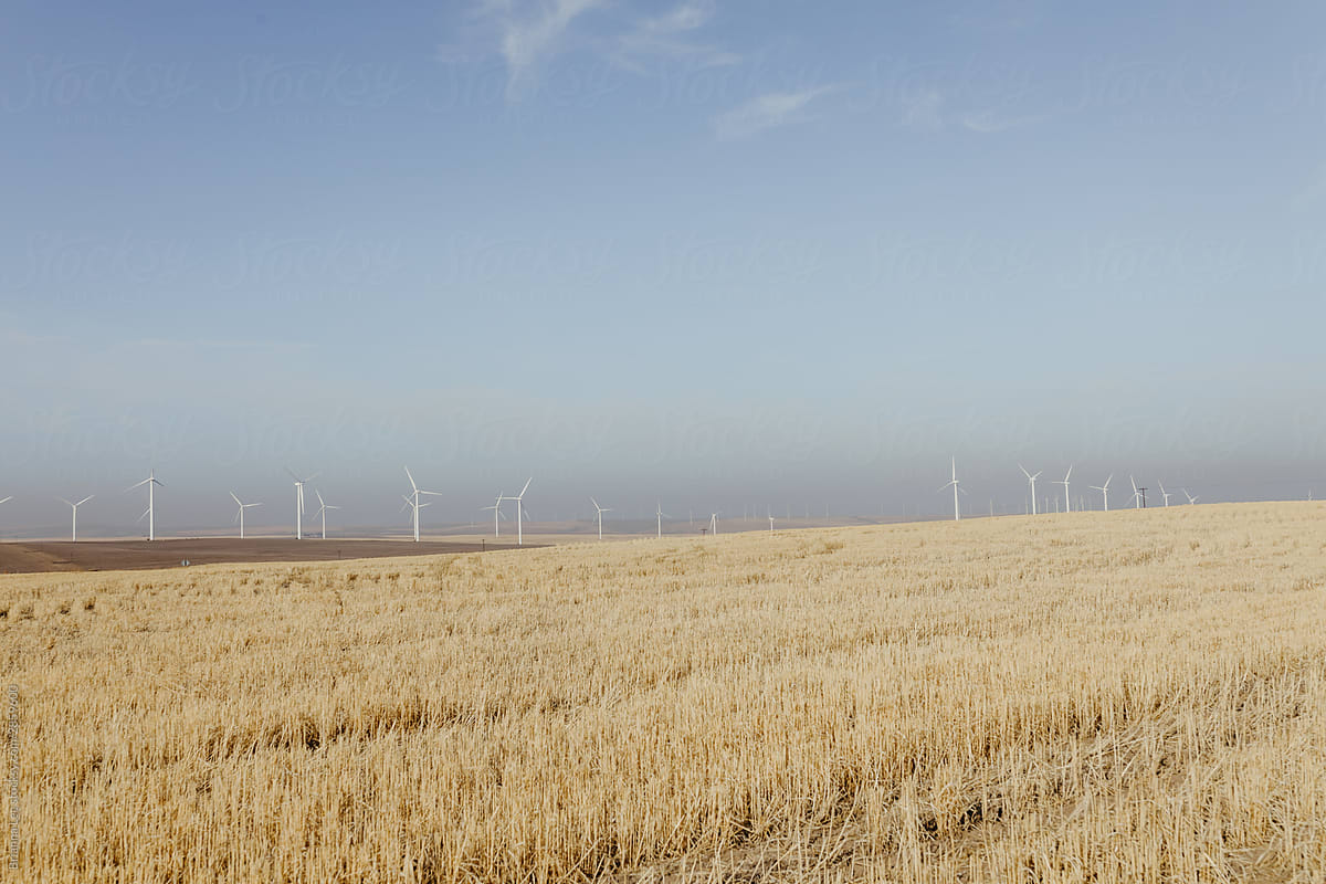 Wind Turbines by a Wheat Field