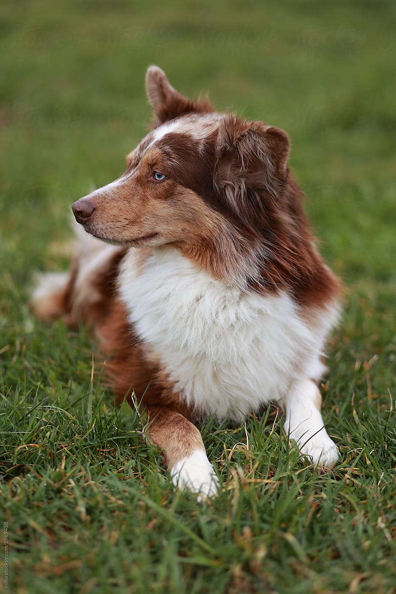 A Miniature Australian Shepherd in red Merle is laying on the grass