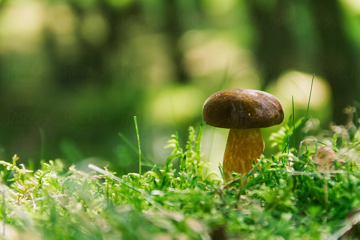 Small brown mushroom on forest floor, horizontal
