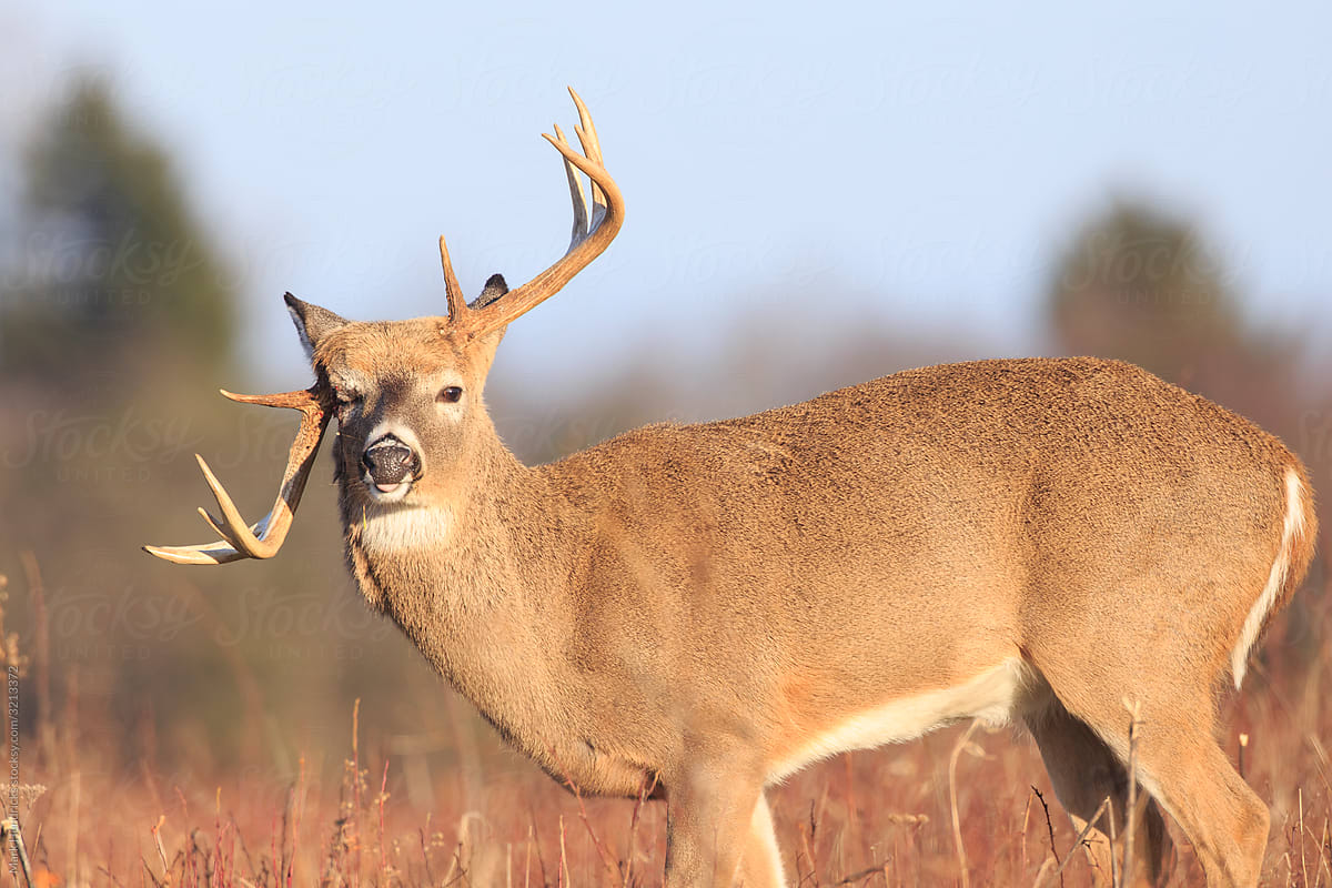 Atypical white-tailed deer buck