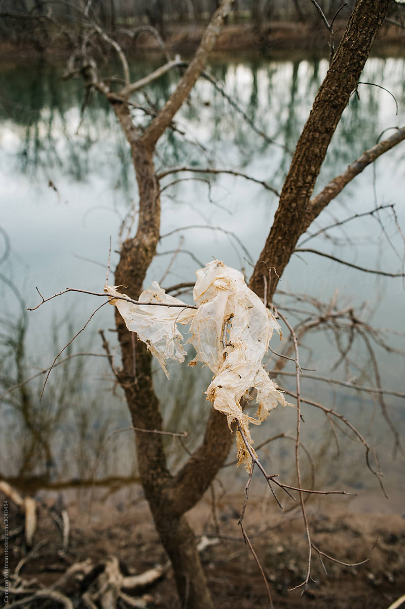 Shredded plastic bag captured in a tree by the riverside