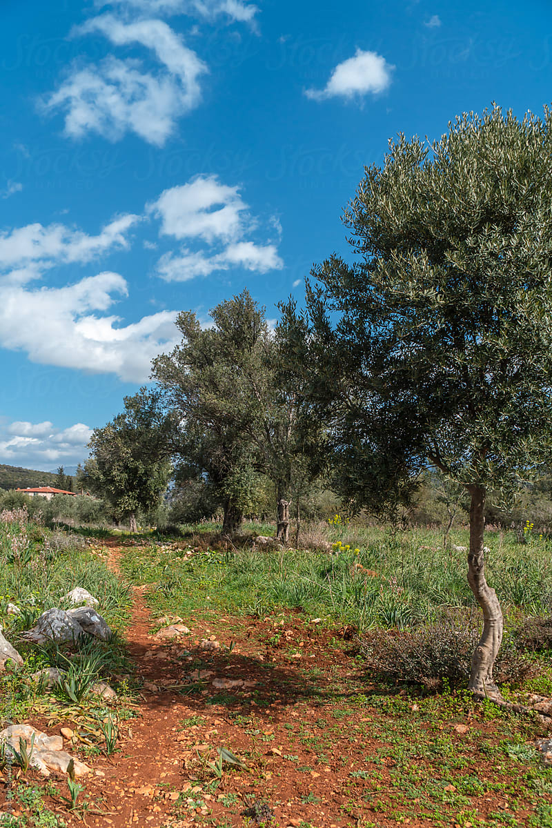 Olive tree countryside scenery
