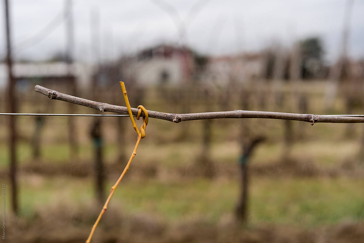 Viticulture. Tying vines using an ancient method
