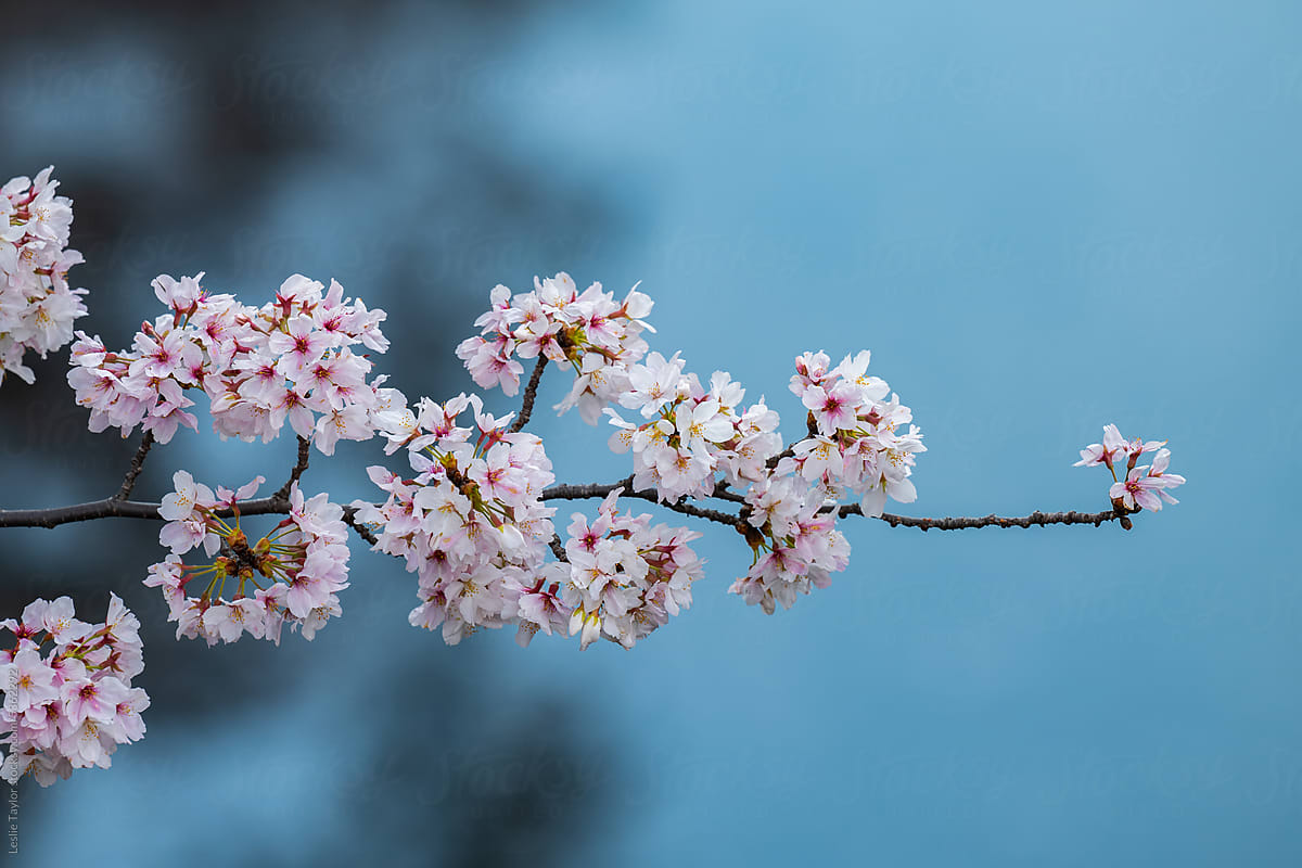 Single Cherry Blossom Branch On Blue Background