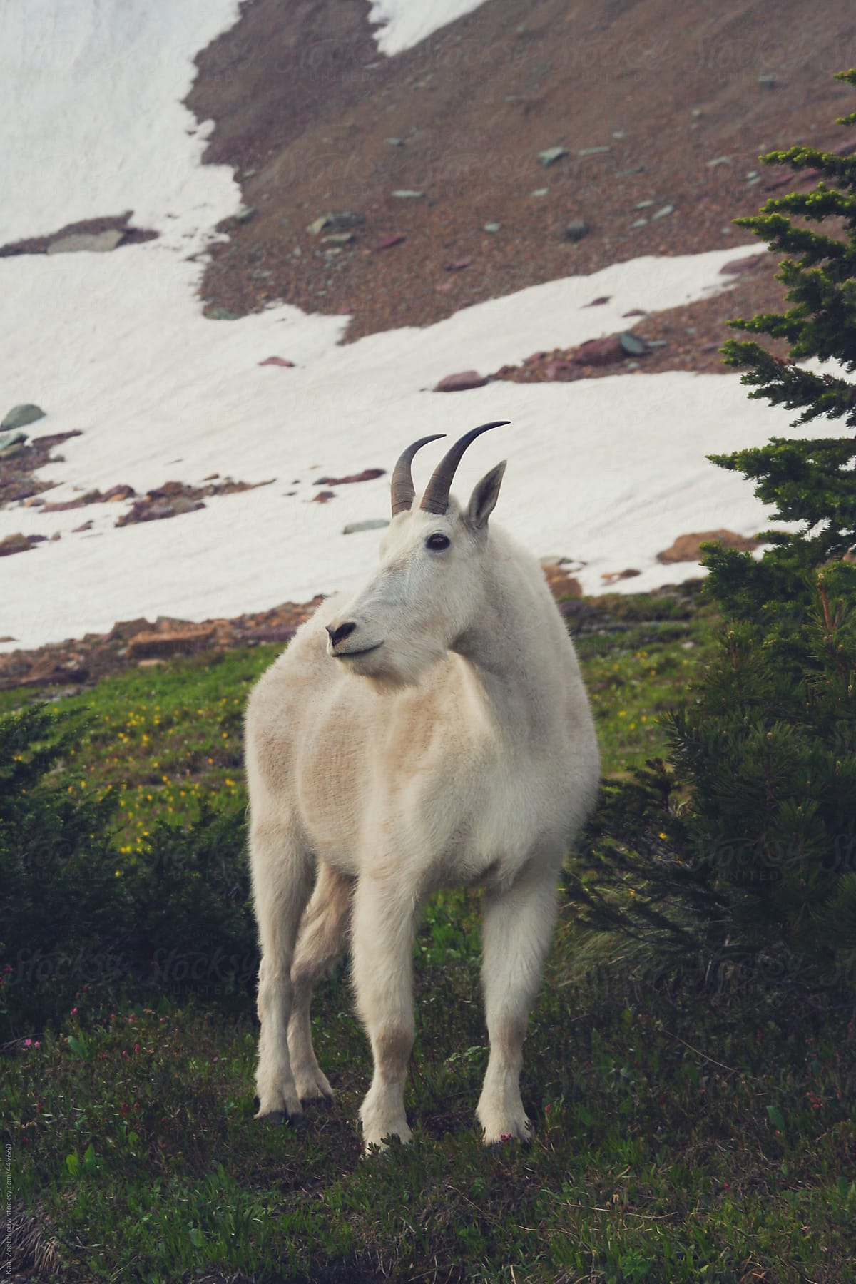 A lone mountain goat in its natural habitat, Glacier National Park\'s snowy mountain region.