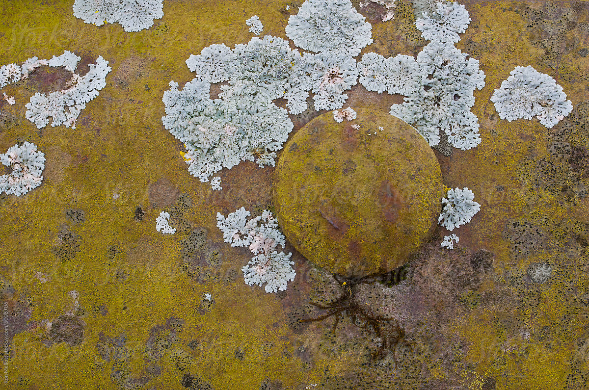 Closeup macro micro photo lichens rust rivet heat on metal guardrail
