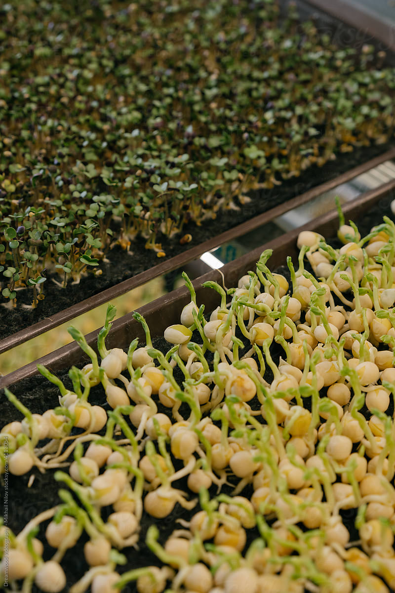Young sprouts of microgreens