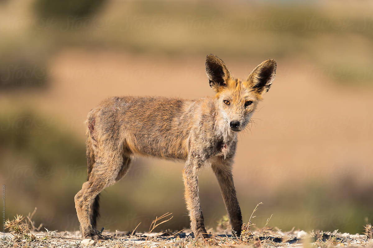 Mangy Red Fox In A Spanish Desert Area