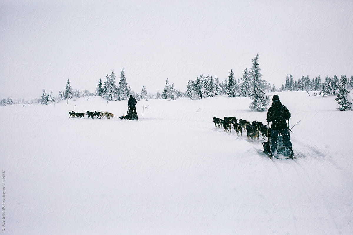 Anonymous Adventurers Dog Sledding Through Beautiful Nordic Winter Landscape