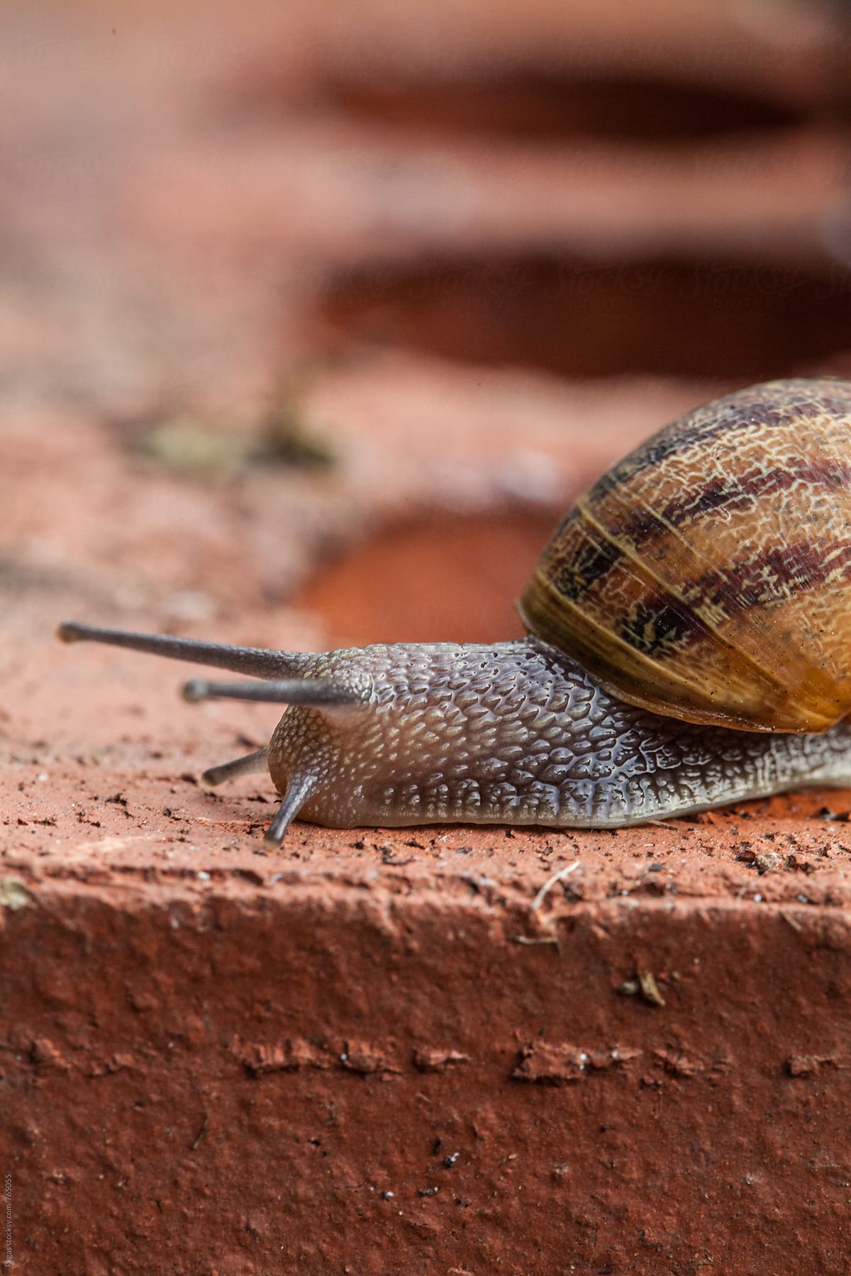 Macro of Garden Snail crawling over a brick