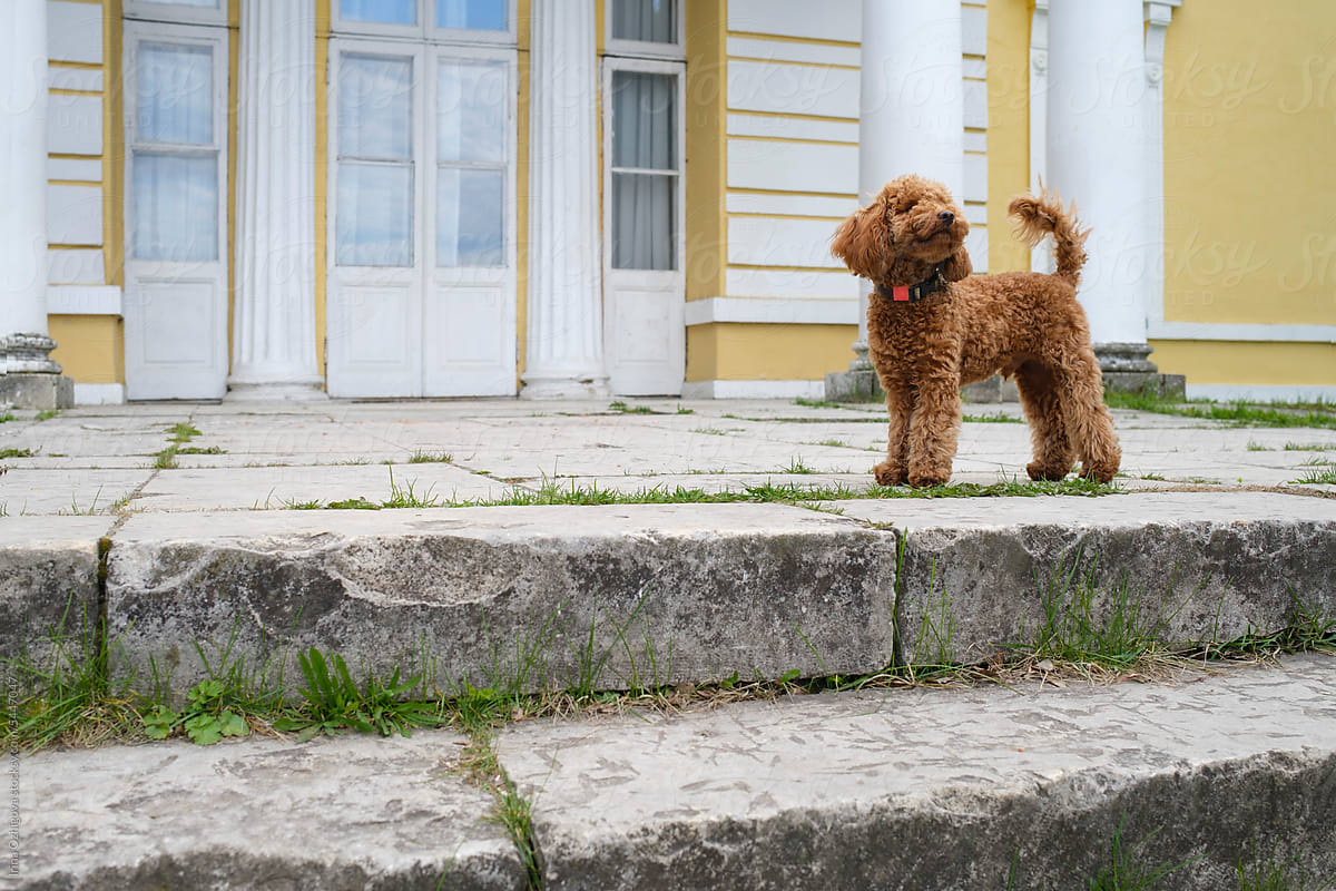 Poodle puppy outdoors