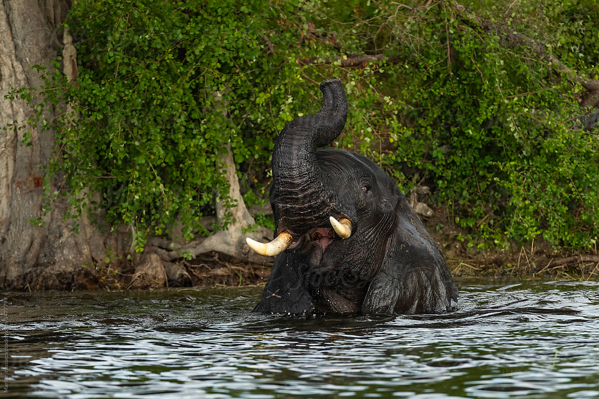 Elephant Chobe River Bathing