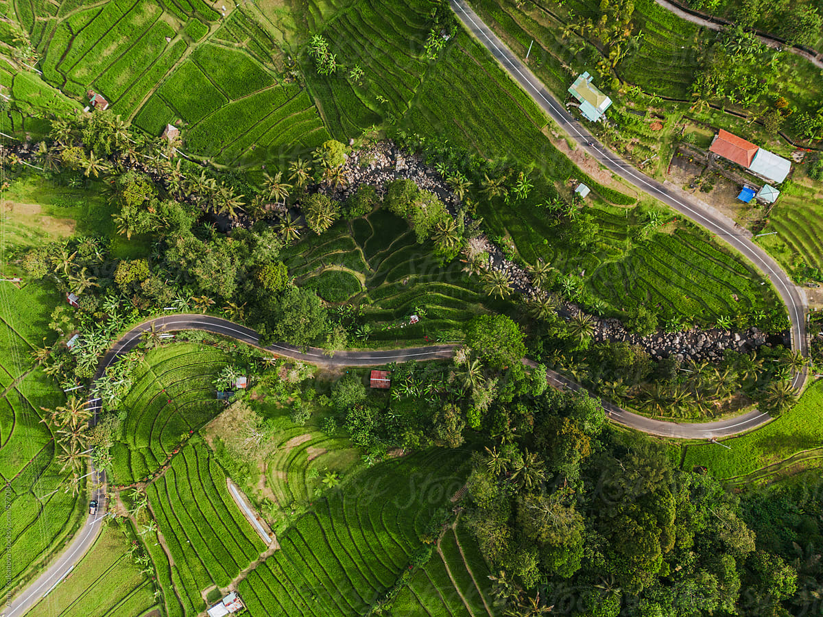 Aerial view of rice paddy on Bali island and road through it