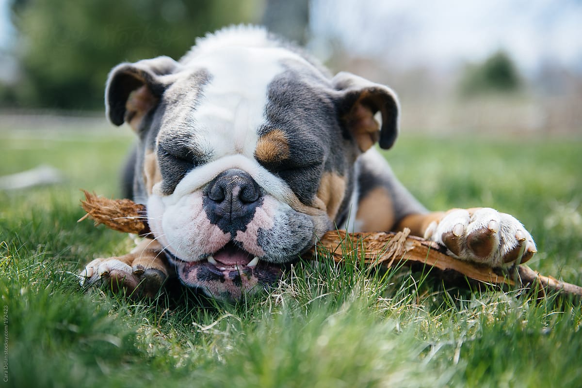 English bulldog happily chews on a stick in the backyard