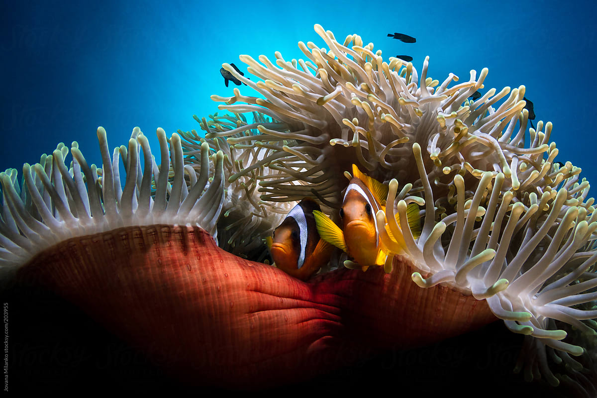 Tropical clown fish underwater background