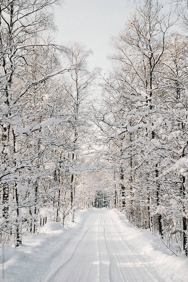 Snowy Tree-lined Winter Road