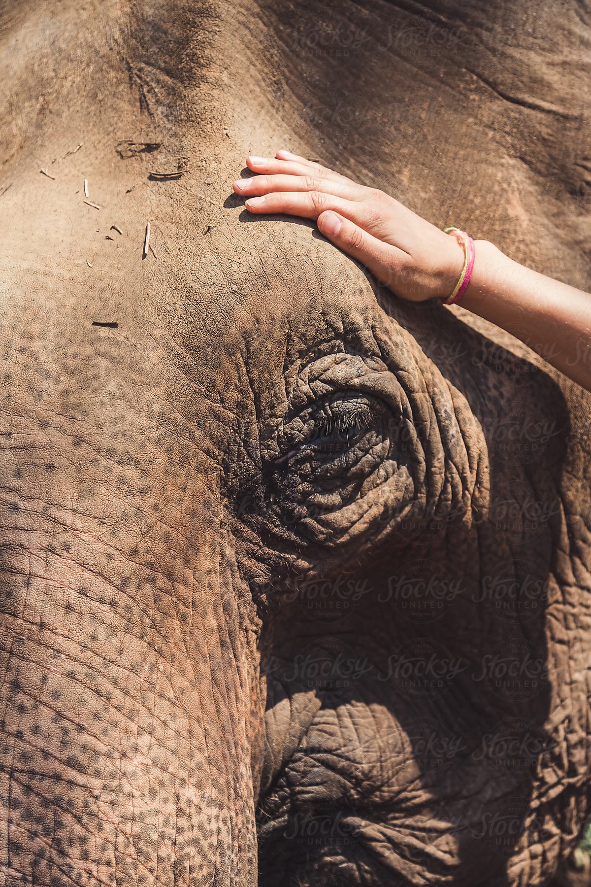 Woman stroking an elephant
