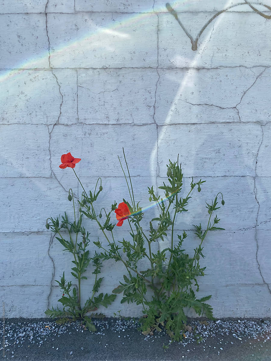 Poppies grwowing on concrete
