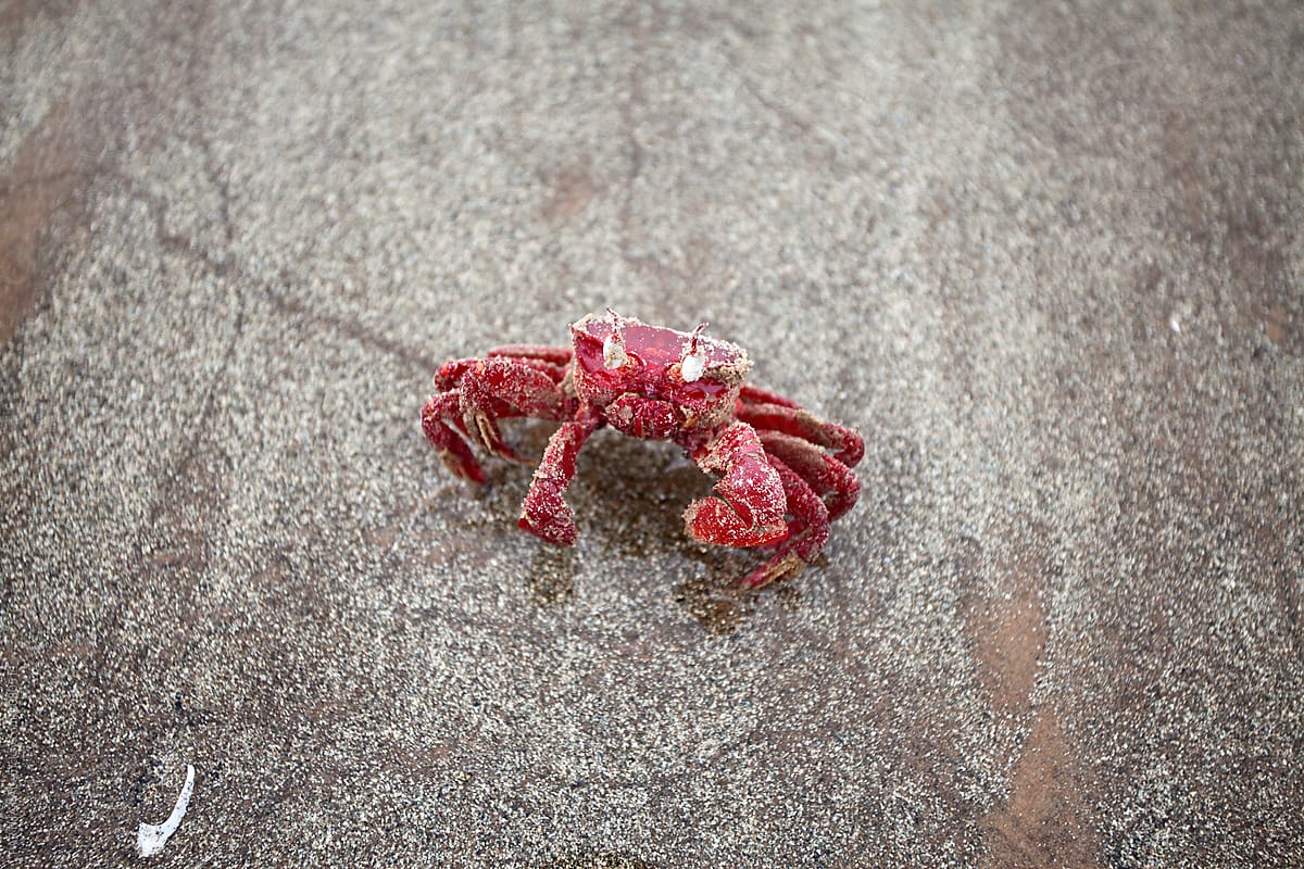 A live red crab in a beach
