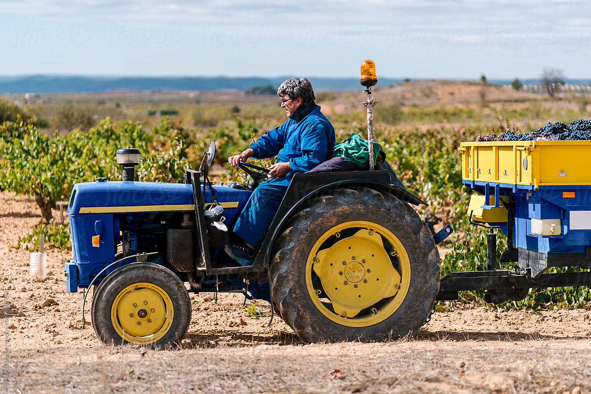 Mature man driving tractor during work in vineyard