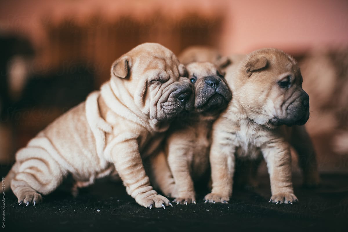 Shar-Pei Puppy Babies