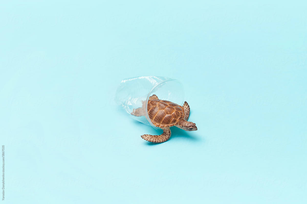 Toy turtle under transparent plastic glass