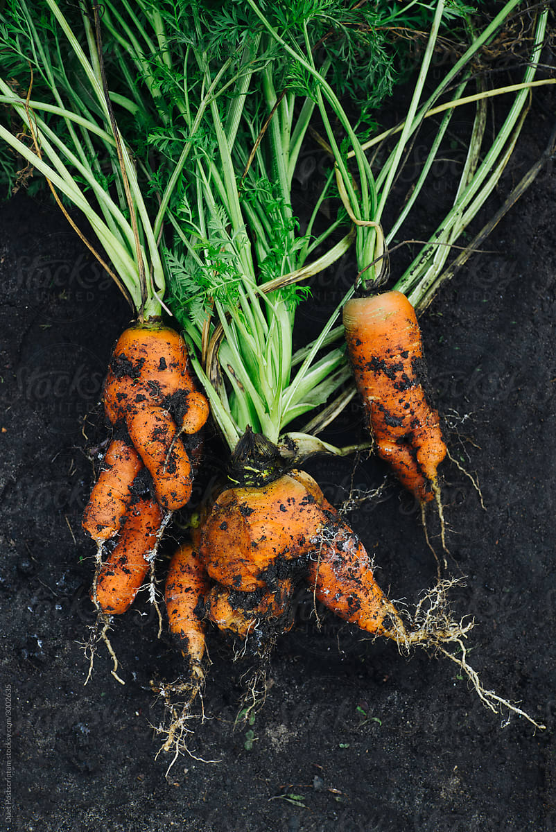 Mutant carrot lies on black soil. Ugly carrots.