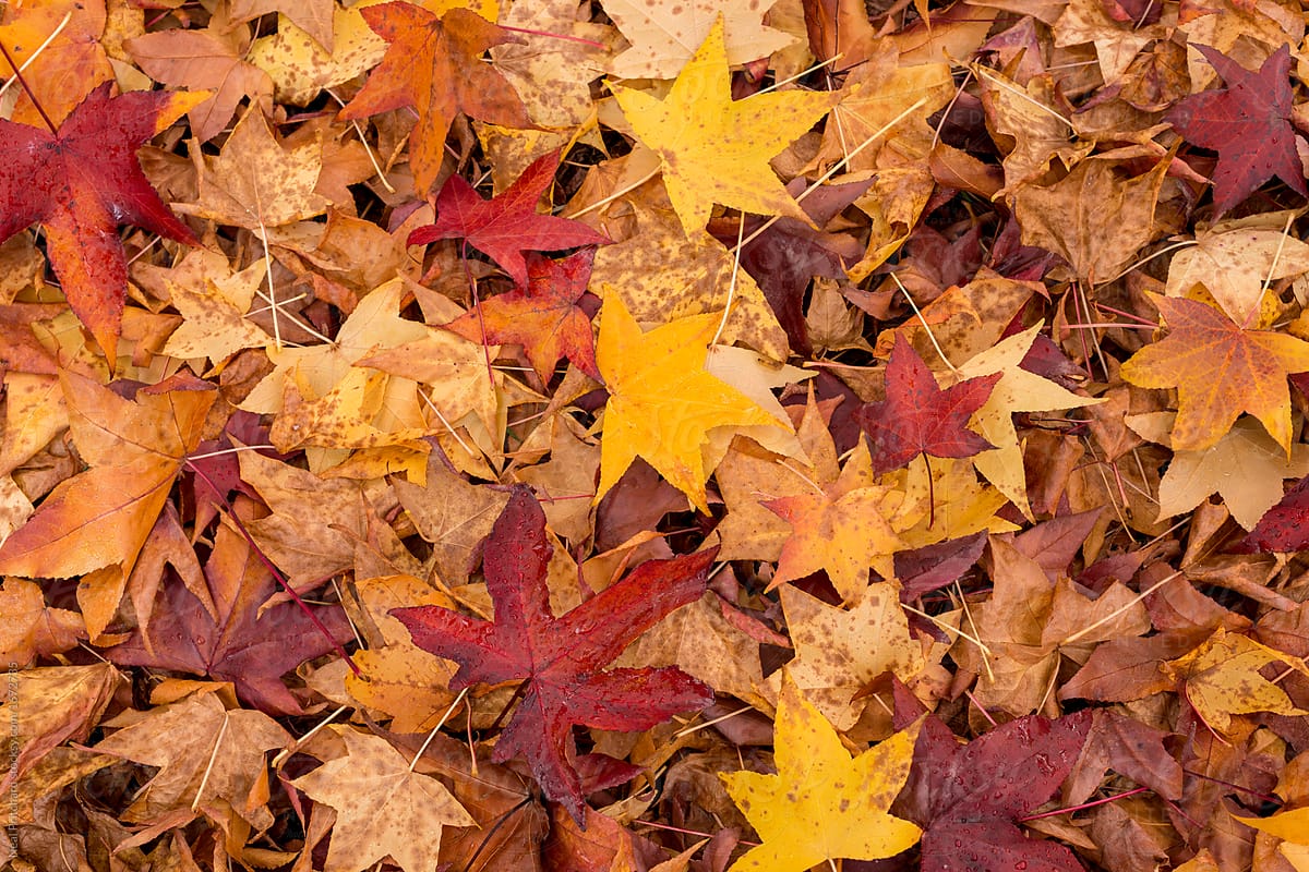 Autumn Leaves On Forest Floor por Neal Pritchard - Stocksy United