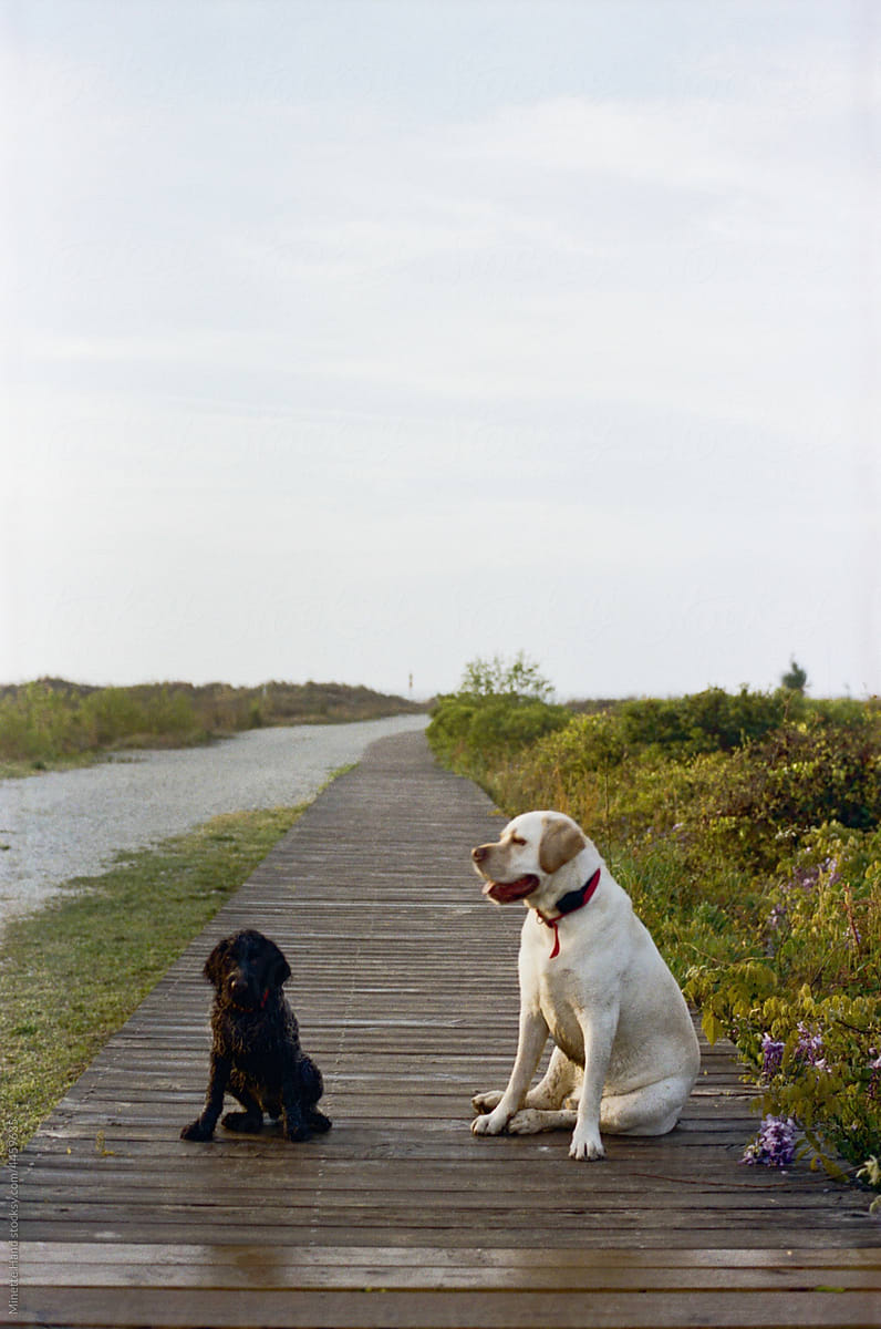 Two Dogs on a Dock